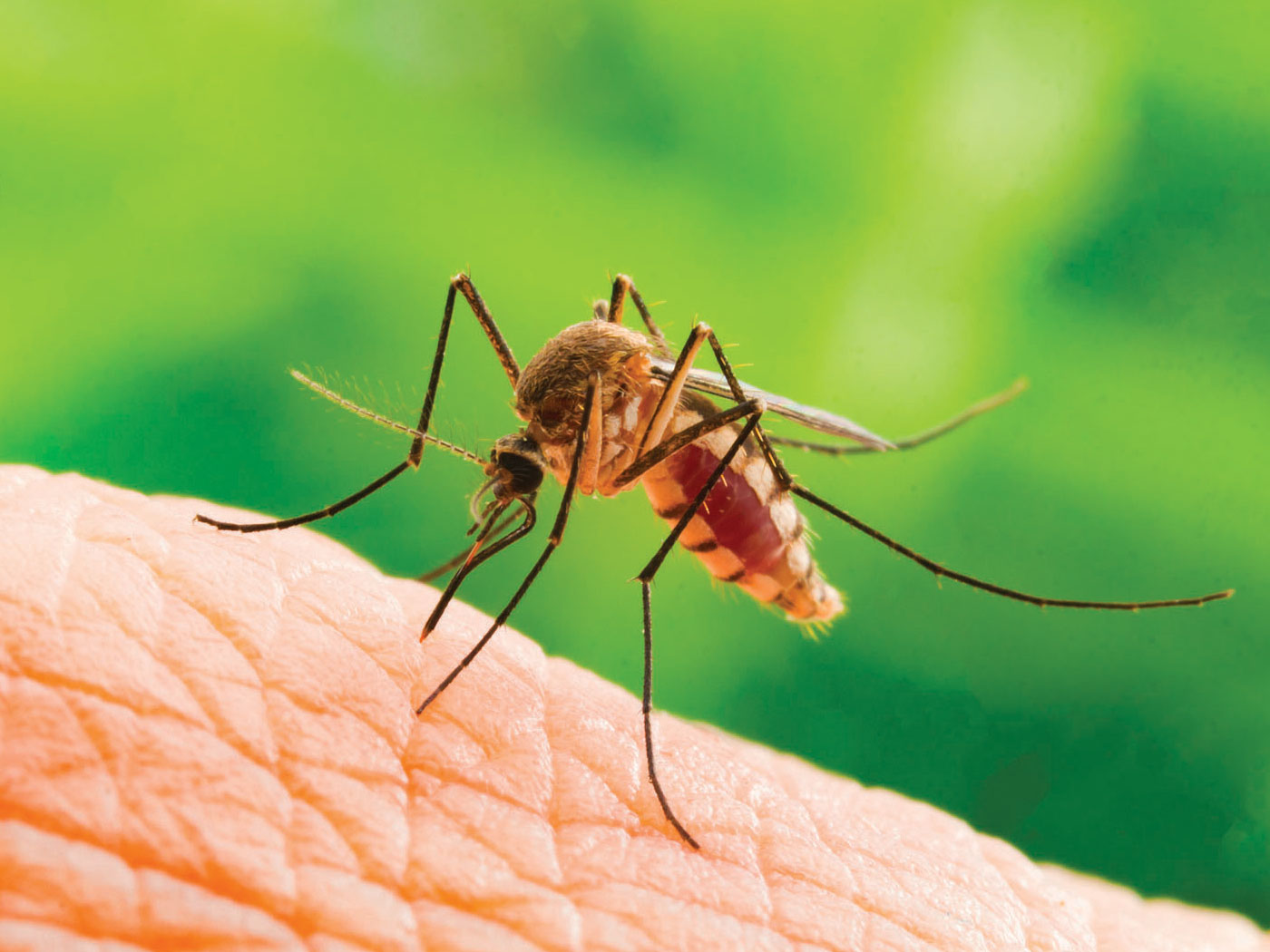 why-did-god-make-mosquitos-the-institute-for-creation-research